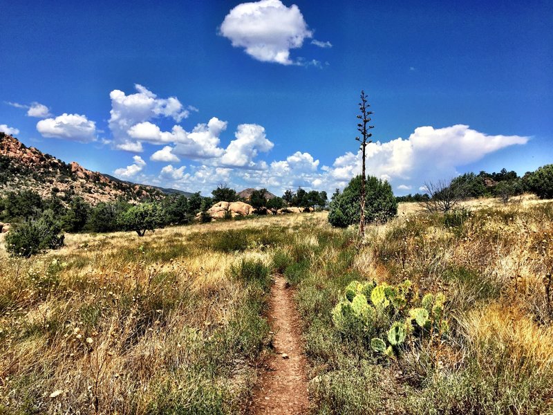 Cactus on Trail #345