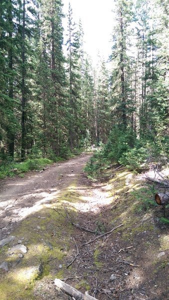 Prospect Trail heading back into the woods