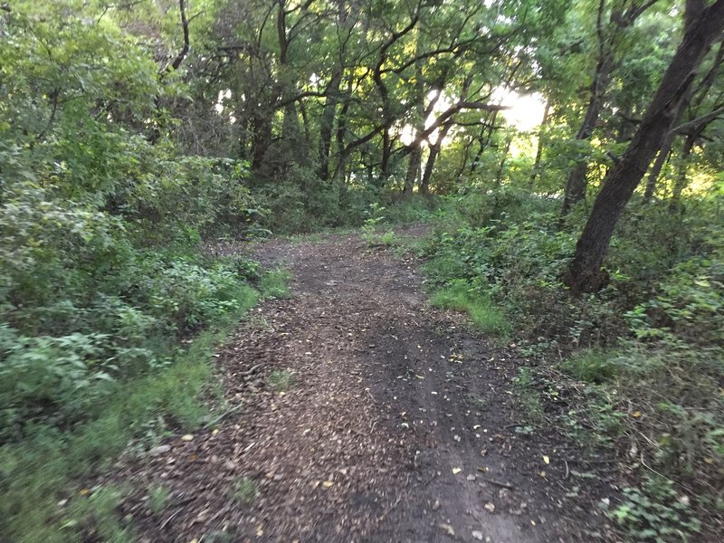 Leaving the field and entering the woods