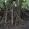 Looks like kids have built a fort along the trail