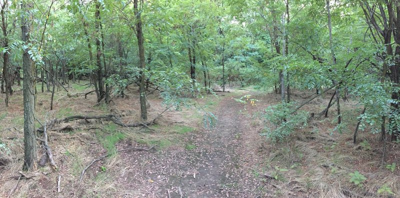 All the other wooded areas seem dark; this section is surprisingly light and open