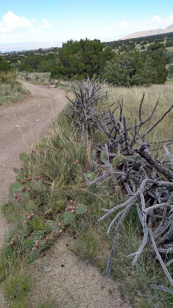 Dried cactus branches working as a barrier.