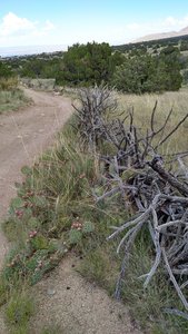 Dried cactus branches working as a barrier.