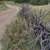 Dried cactus branches working as a barrier.