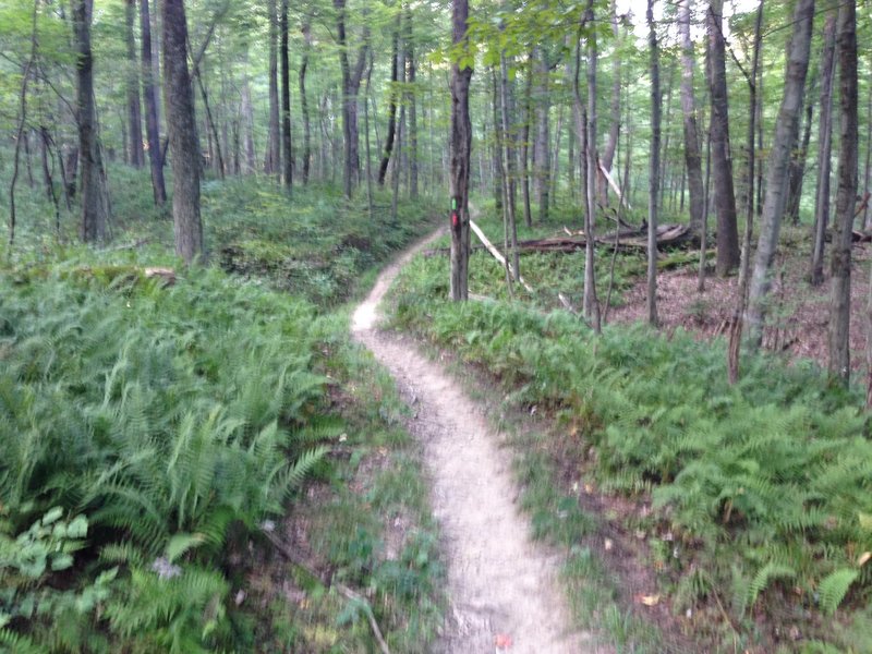 Lots of ferns in this area.