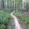 Lots of ferns in this area.