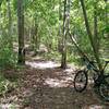 Singletrack in the forest.