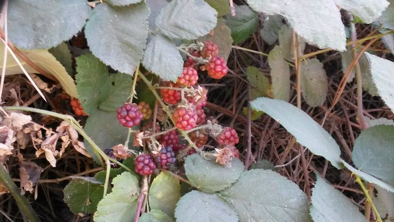 Wild blackberry bushes.