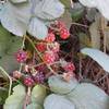 Wild blackberry bushes.