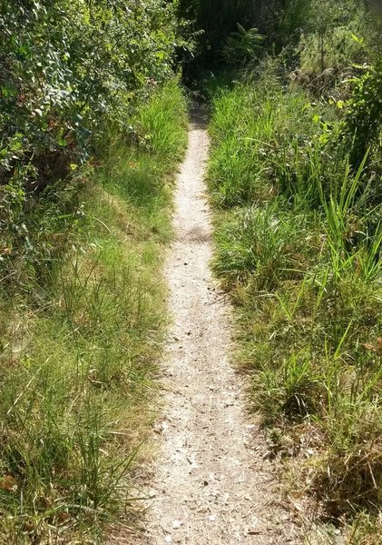 Very pleasant part of the Lake Natoma trail.