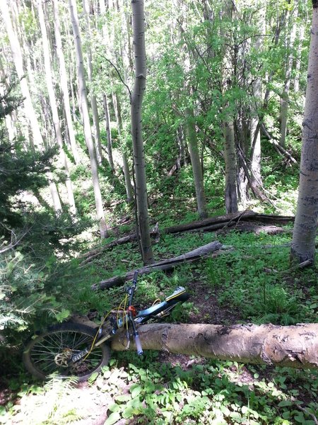 Hopping logs on the "lost trail"...