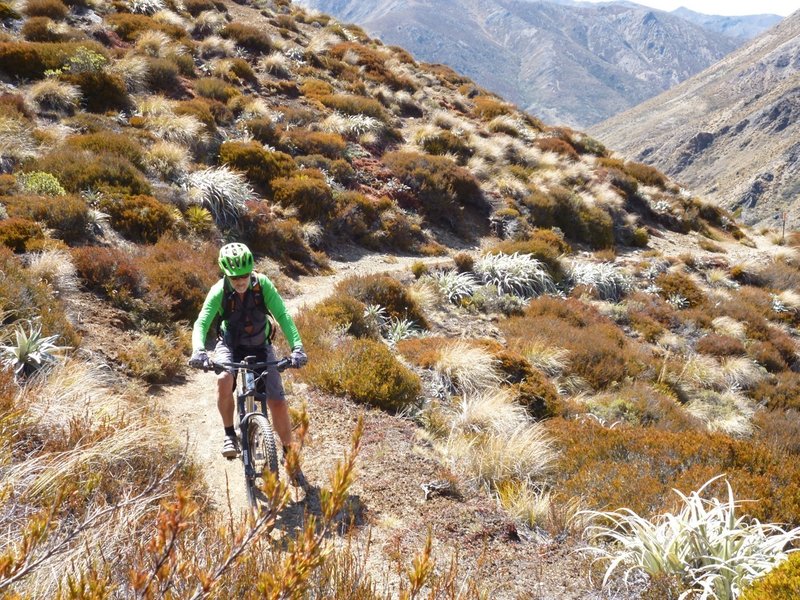 Gaining altitude toward Fowler Pass amongst sub-alpine dracophyllum shrubs.