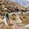 Gaining altitude toward Fowler Pass amongst sub-alpine dracophyllum shrubs.