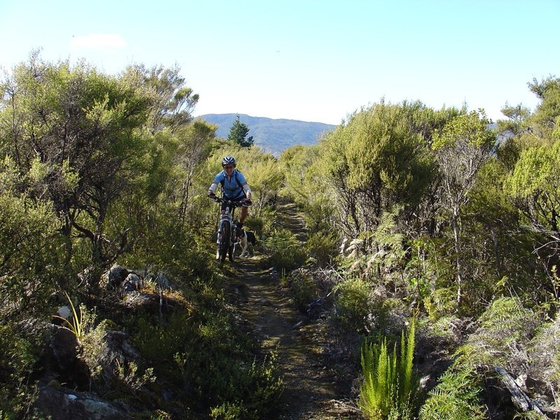 Manuka scrub lining parts of the track holds in the heat on a hot day.