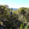 Manuka scrub lining parts of the track holds in the heat on a hot day.