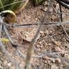 Horny toad on the trail that just did not want to move out of the way. Just one of many types of wildlife in the area.