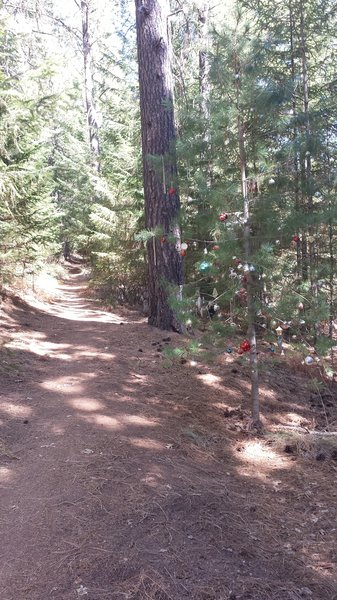 Christmas comes early this August at Boggs Mt. Catch a little holiday cheer on Hoberg's Loop Trail!