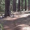 Sweet smooth singletrack.  There is a lot of this on Boggs Mt.