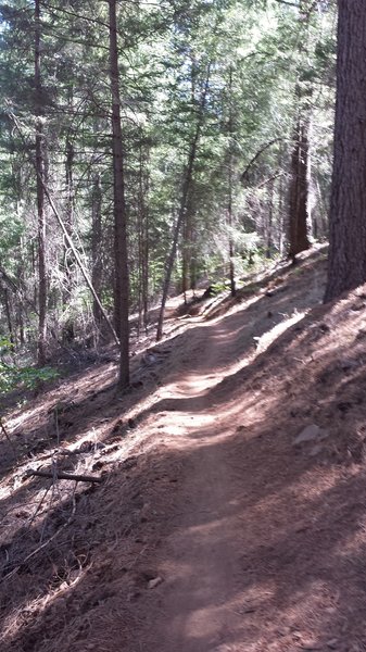 Sweet trail beds even on cross camber terrain at Bogg's Forest.