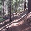 Sweet trail beds even on cross camber terrain at Bogg's Forest.