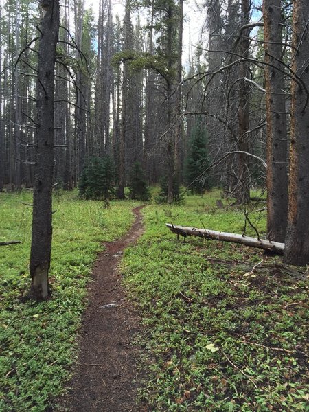 Hauntingly beautiful trees are abundant on Graham's.