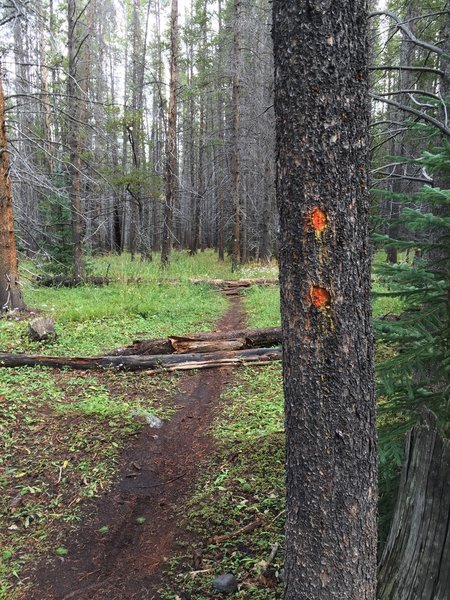 A couple of easy/intermediate log features on Graham's trail. Also note the orange dots that mark the trail.