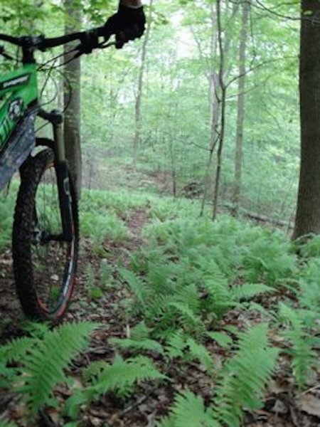 Passing through a nice patch of ferns in the valley on the Jackson Run Trail.