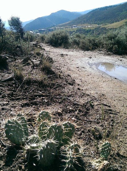 Watch out for these guys along the trail