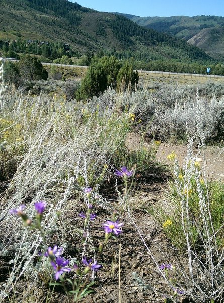 Near the bottom of Saddle Ridge Trail