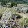 Near the bottom of Saddle Ridge Trail