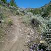 Some late season wildflowers along the ASC