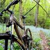 Spring flowers in the valley on the Greenwood Trail!