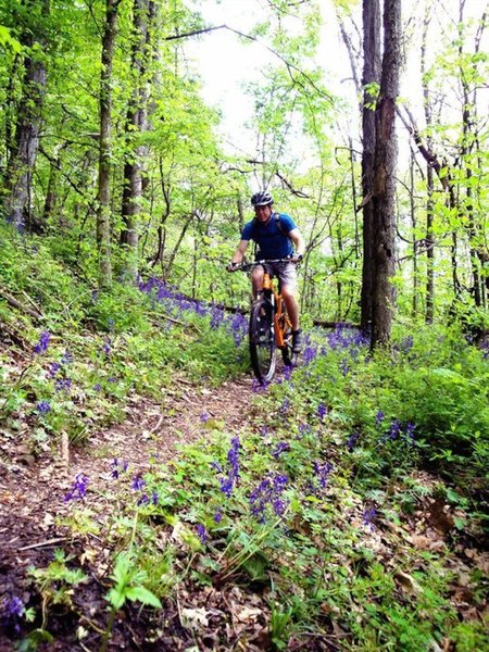 Spring flowers along the switchbacks on the Scenic River Trail!