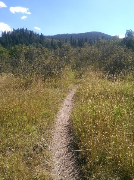 Looking south and approaching the junction with the main Whiskey Creek Trail