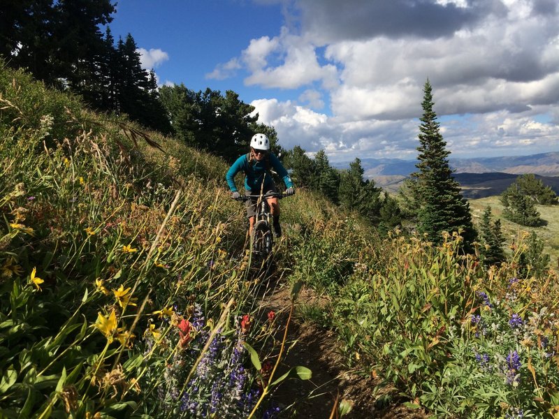 Wildflowers galore to distract you from the grinding climb.