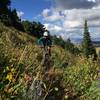 Wildflowers galore to distract you from the grinding climb.