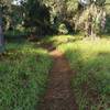 Singletrack at south east loop in oak hammock.