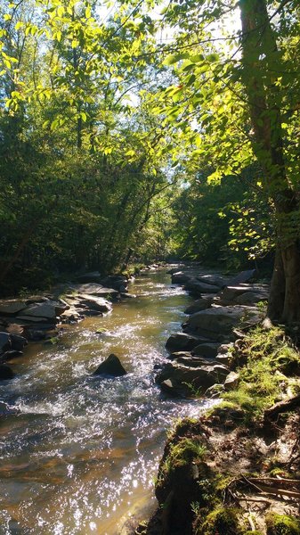 View of Fairforest Creek from north side of Southside Loop trail.