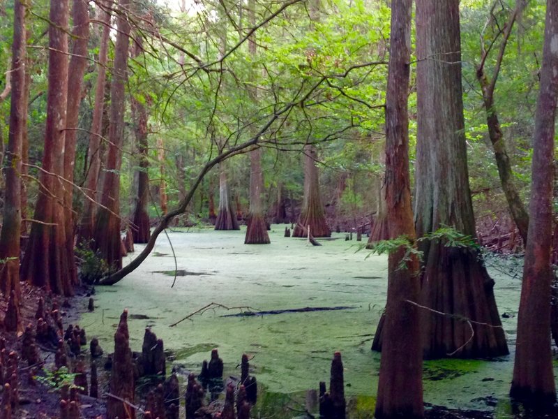 Cypress slough.