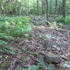 Nice natural rock garden on Green Trail.