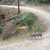 Sharing the trail with a coyote.