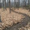 Trail winding through the "Maple Grove" - one of the interesting areas along the trail.