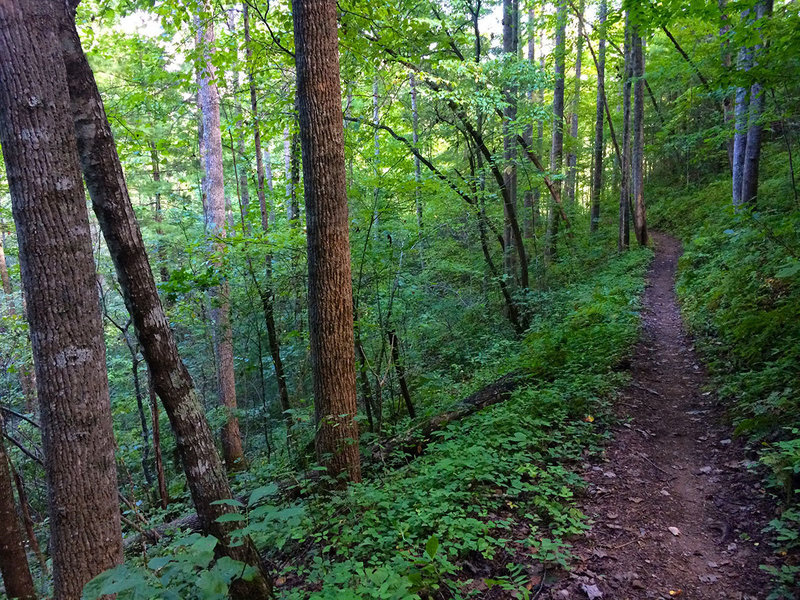 Shady singletrack.