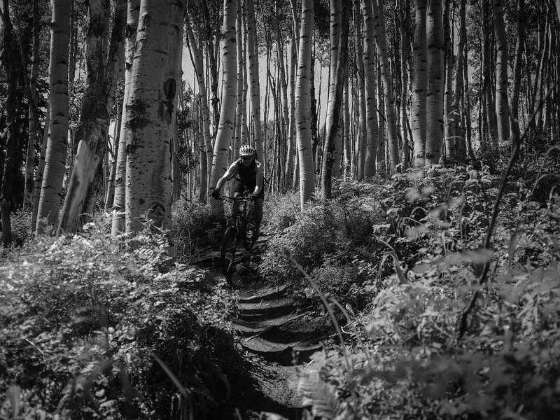 Super fun DH through aspen groves.