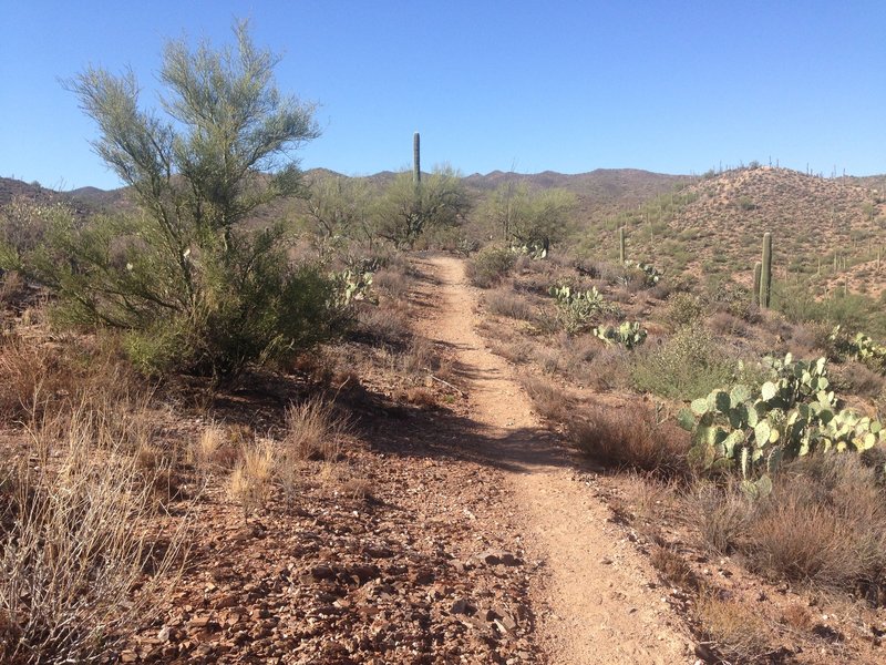 This photo is was taken at about the 1 mile mark, nice trail.