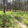 Keeping it mellow on the Turtle Trails