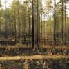 Turtle trails after a seasonal burn