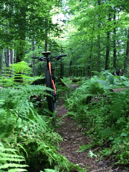 Sweet section of singletrack