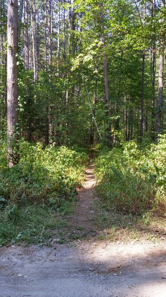 The entrance to the marked loop starting off with the Singletrack bypass option