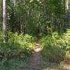 The entrance to the marked loop starting off with the Singletrack bypass option